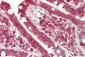 CD86 Antibody